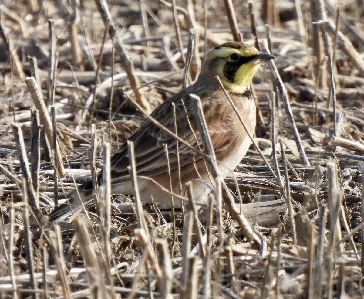 Horned Lark - Pierre Masse