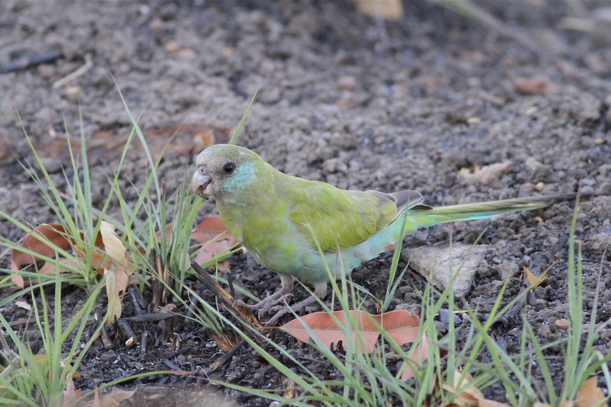 Hooded Parrot - ML38716671