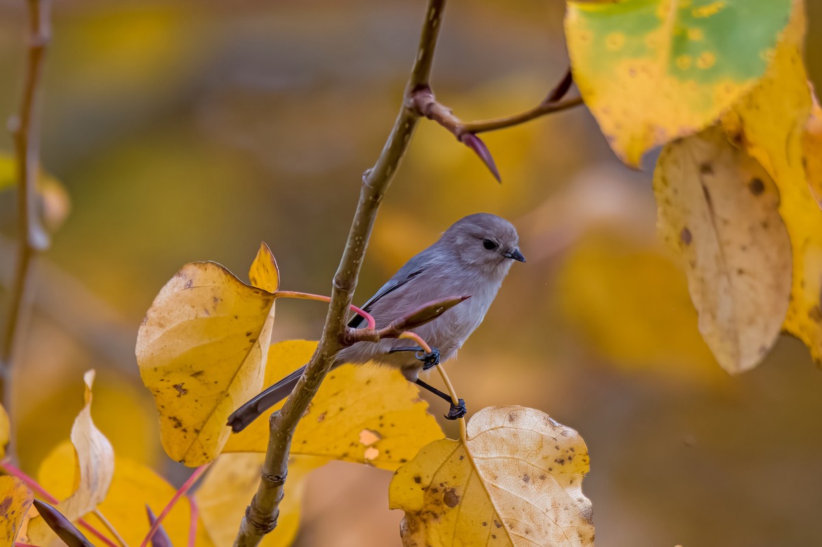 Bushtit - Perry Doggrell