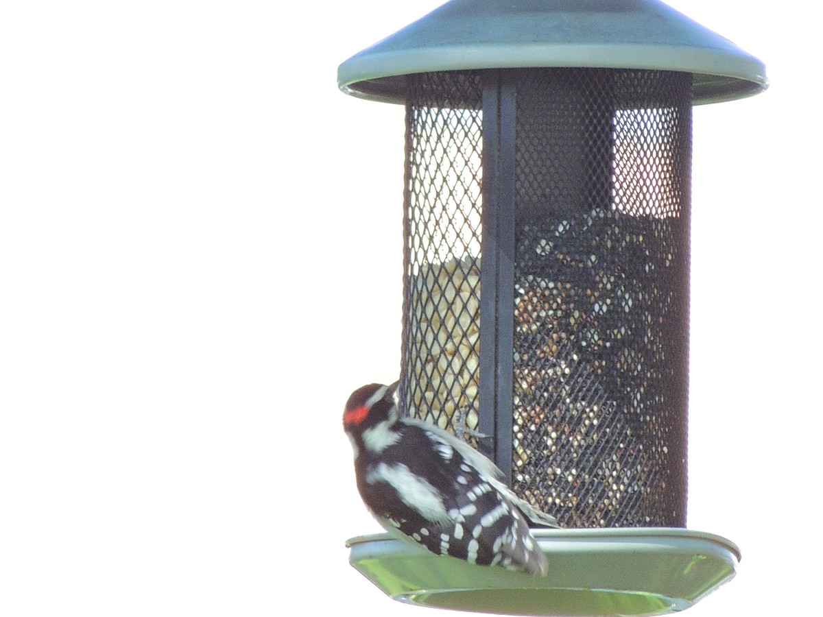 Downy Woodpecker - ML387167201