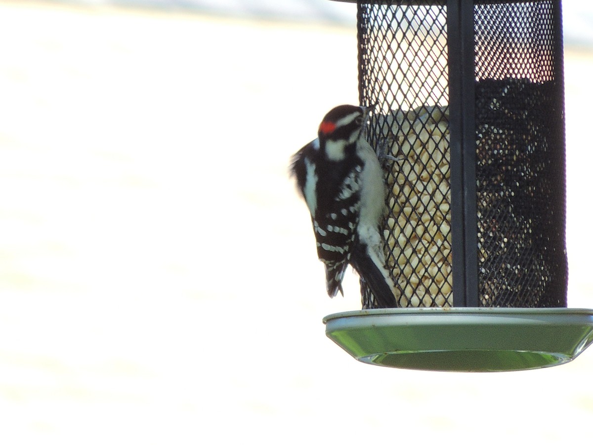 Downy Woodpecker - ML387167241