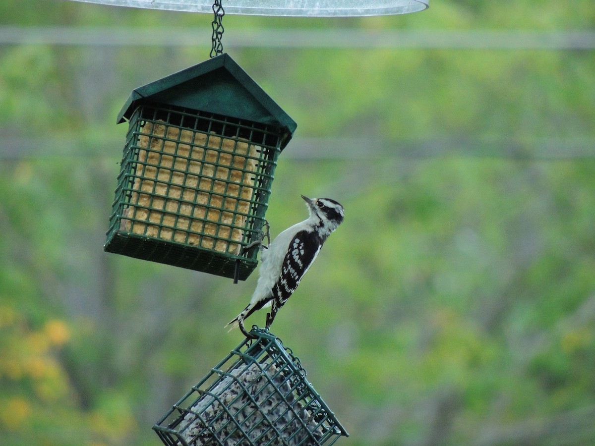 Downy Woodpecker - ML387167271