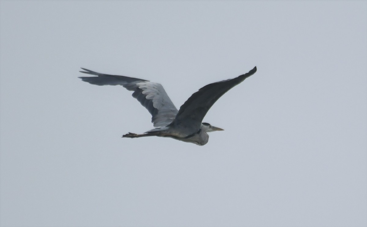 Gray Heron - Sunanda Vinayachandran