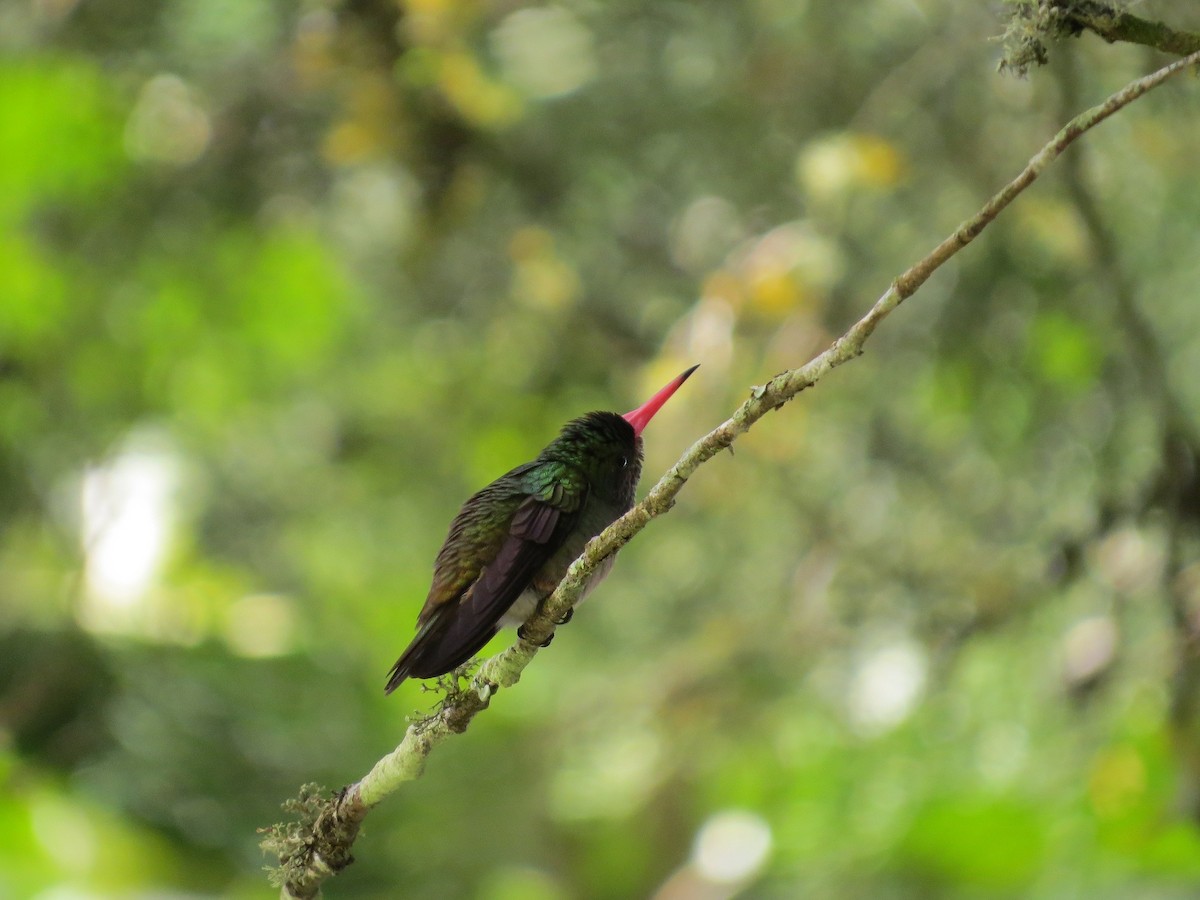 Blue-throated Goldentail - ML38716771