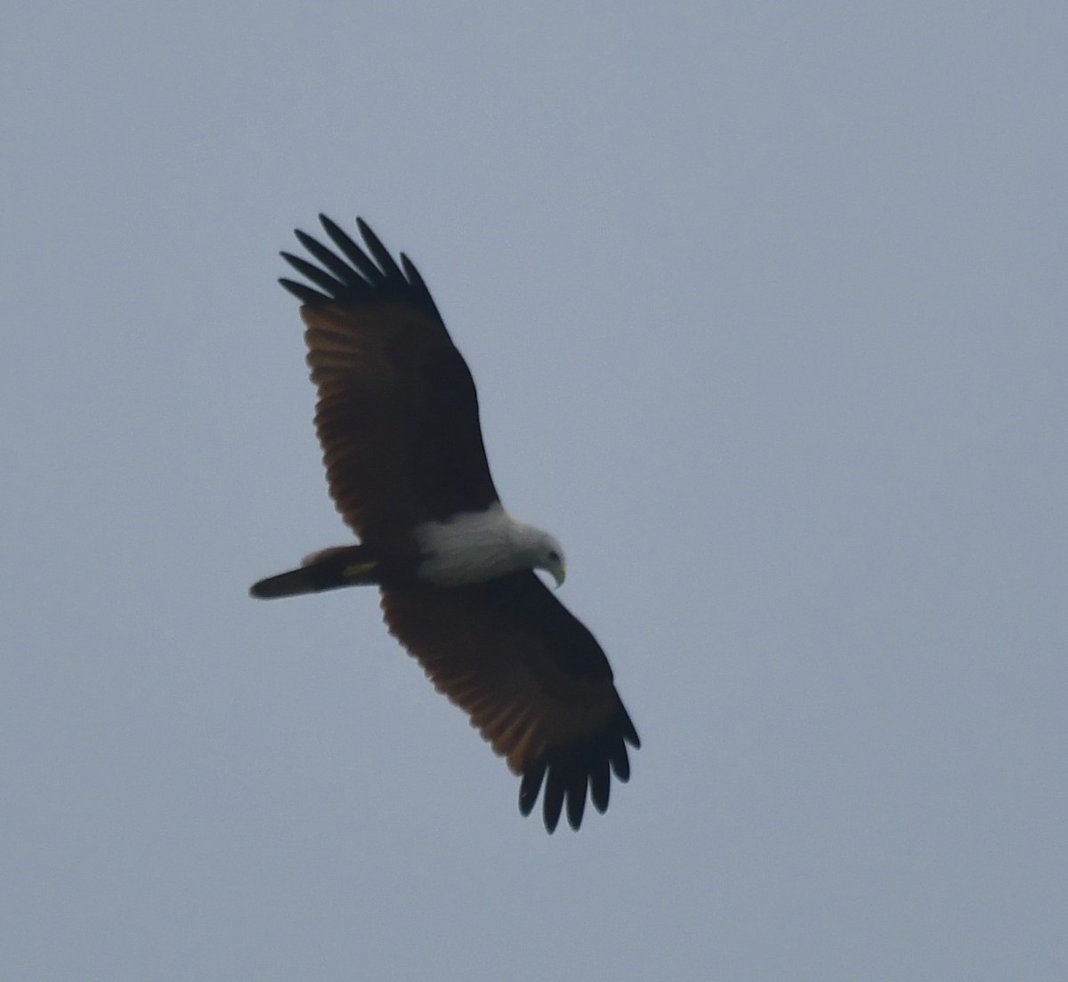 Brahminy Kite - Sunanda Vinayachandran