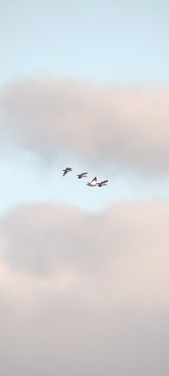 Ruddy Shelduck - ML387169871