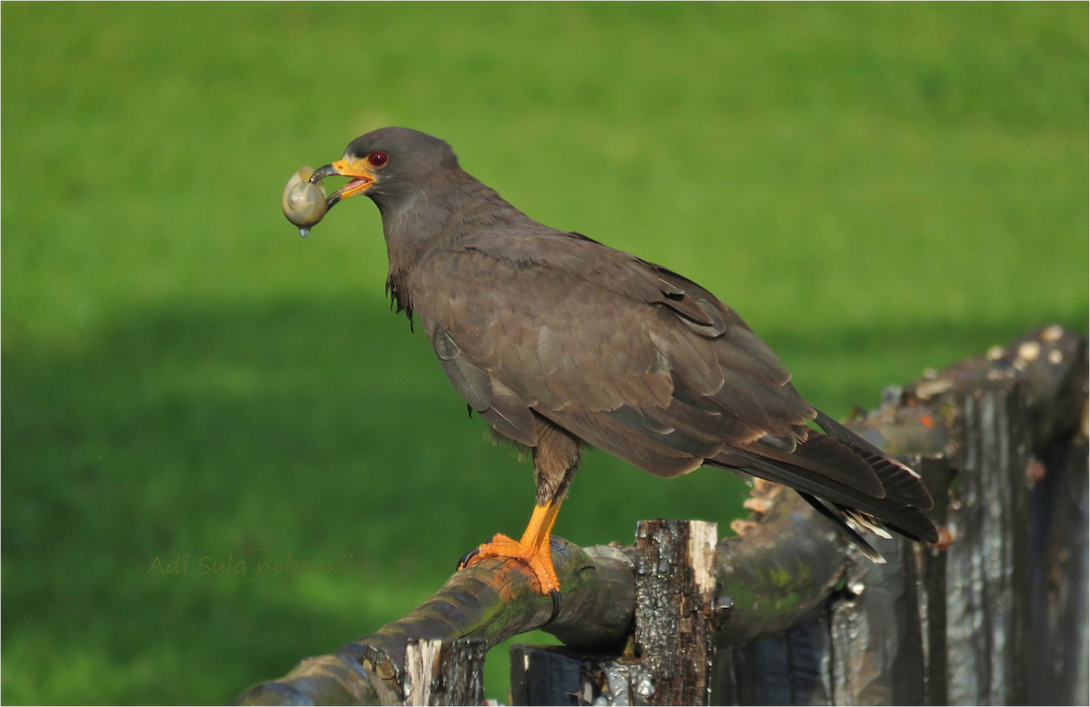 Snail Kite - ML38717321