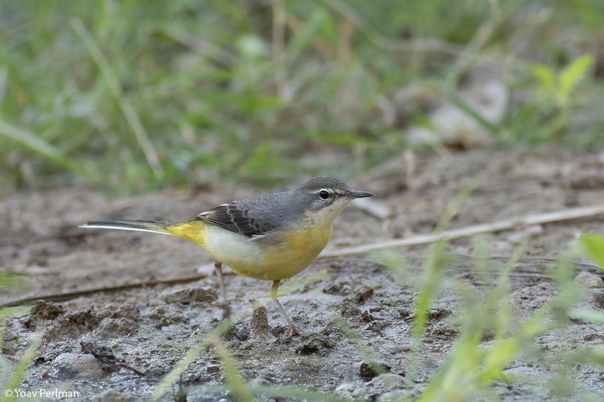 Gray Wagtail - Yoav Perlman