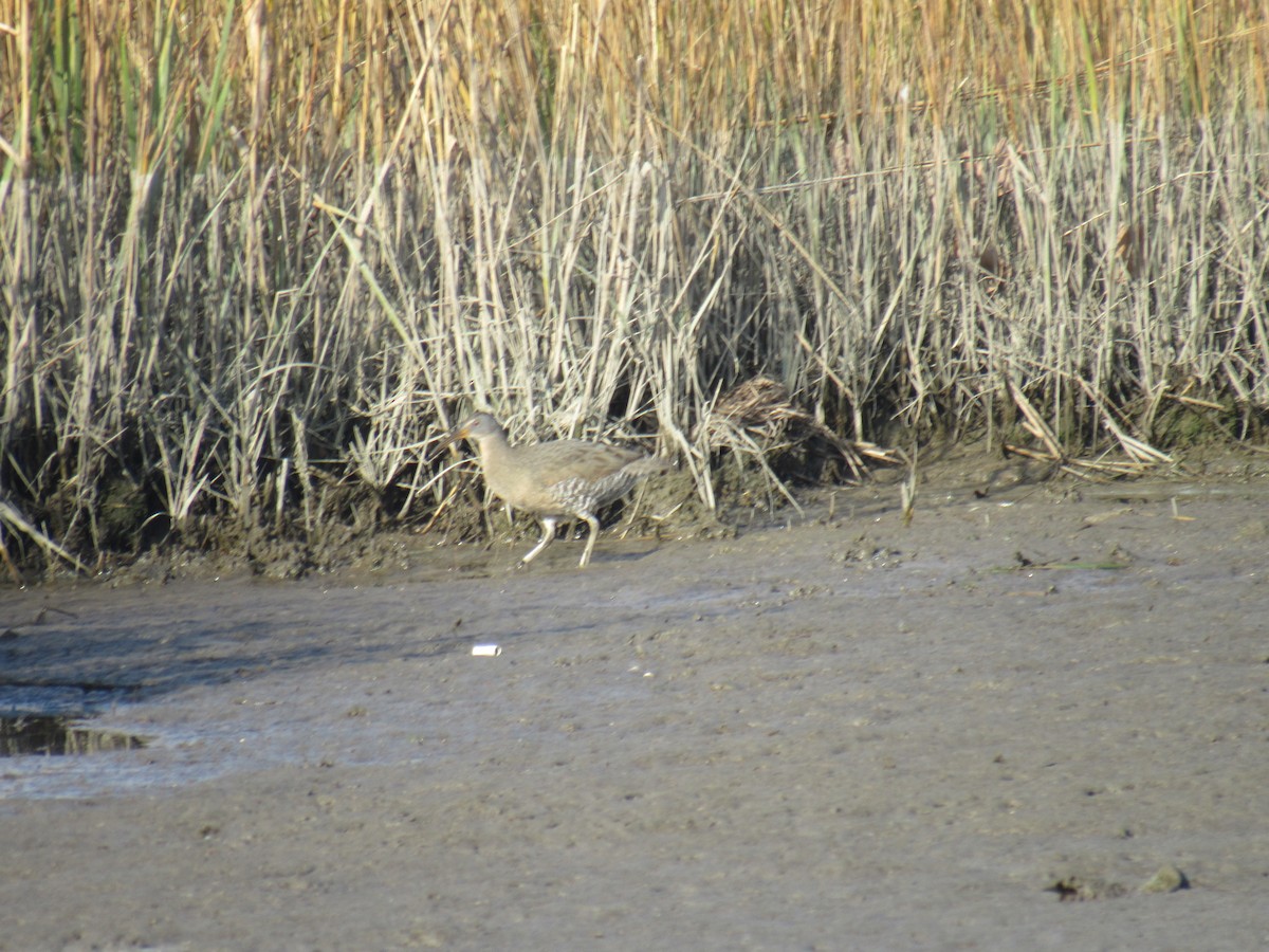 Clapper Rail - ML387174041