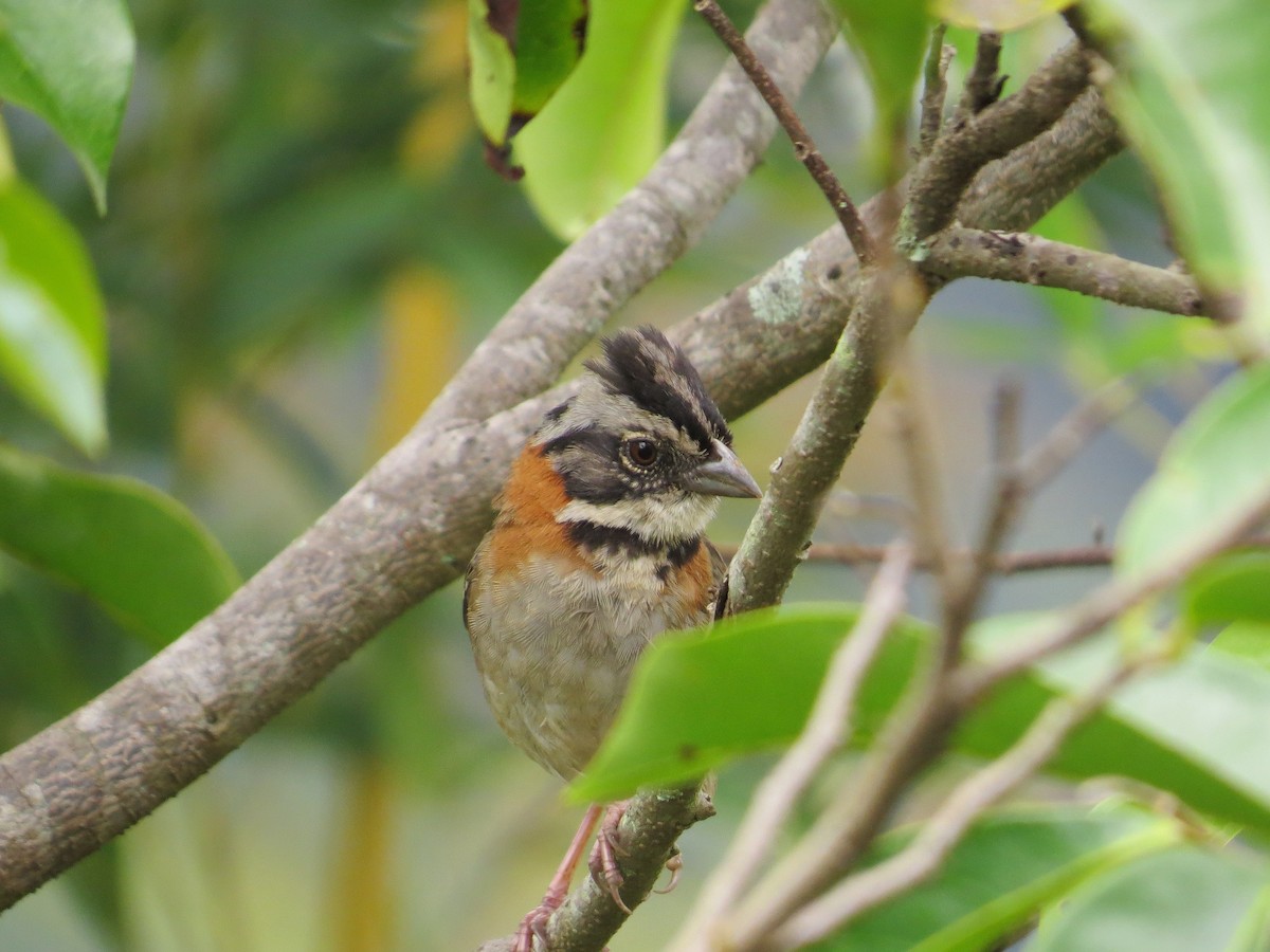 Rufous-collared Sparrow - ML38717631
