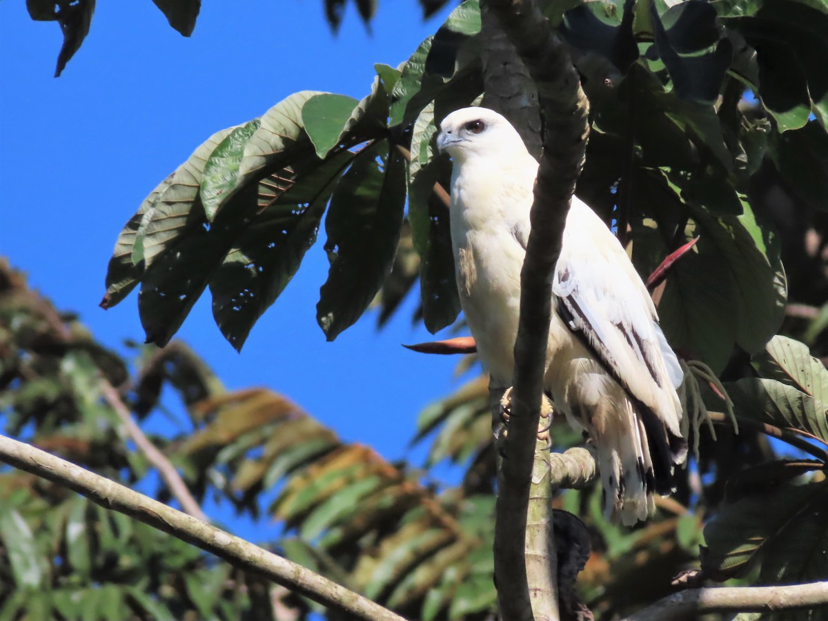 White Hawk - Jes Christian Bech