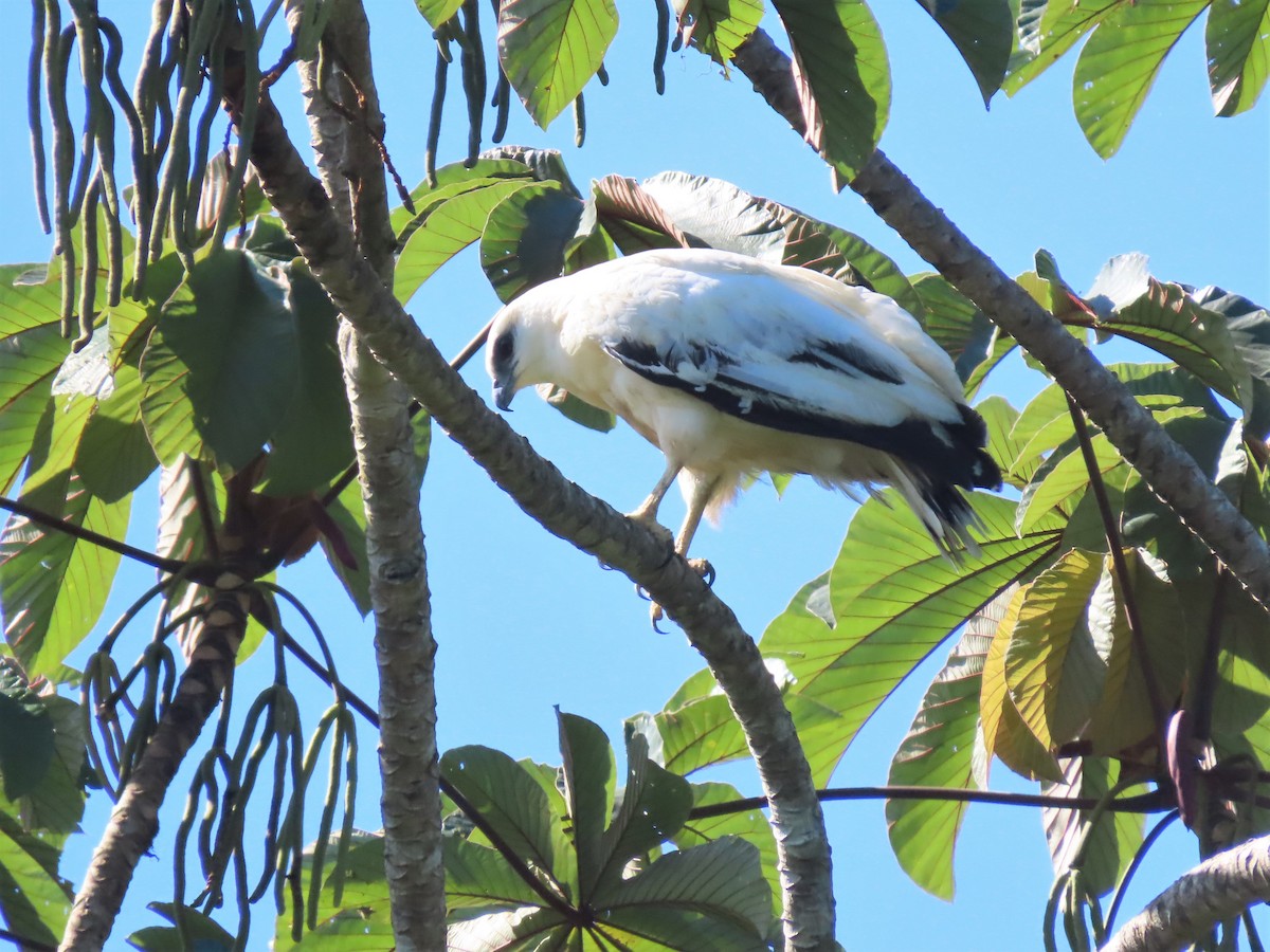 White Hawk - Jes Christian Bech