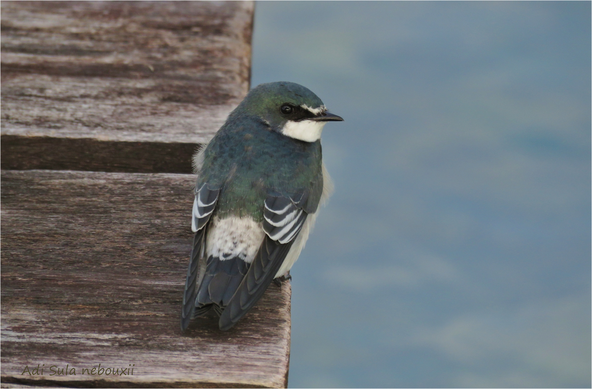 Mangrove Swallow - Adriana Hernández Alvarez