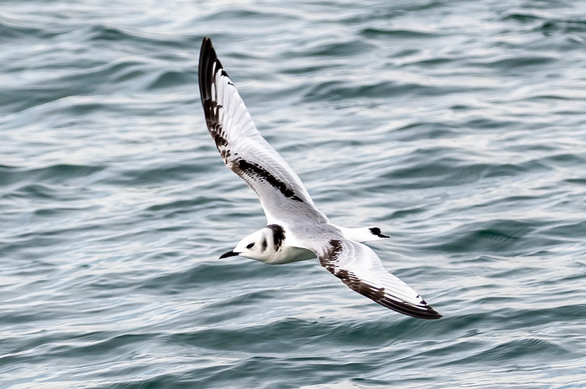 Black-legged Kittiwake - Donald Dixon