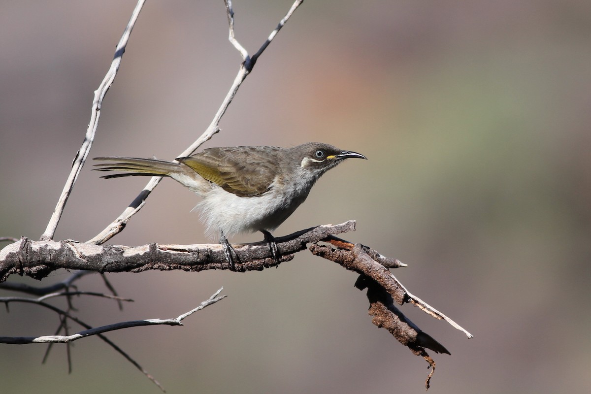 White-lined Honeyeater - Chris Wiley