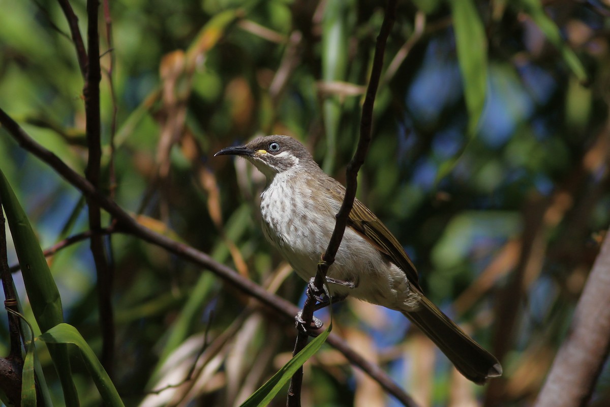 White-lined Honeyeater - ML38717901