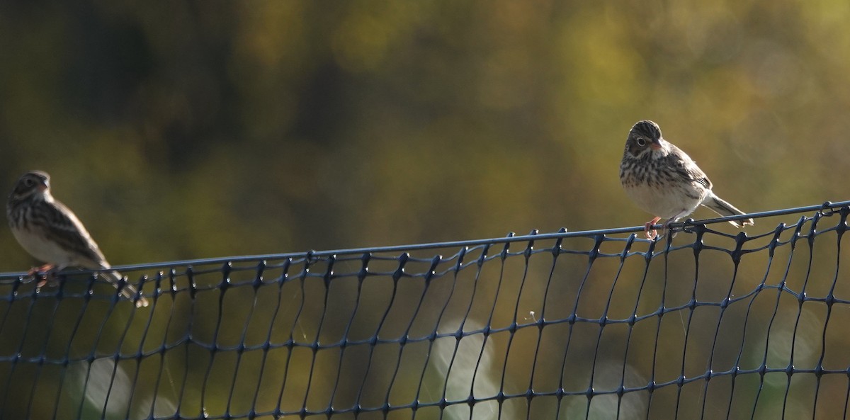 Vesper Sparrow - ML387179071