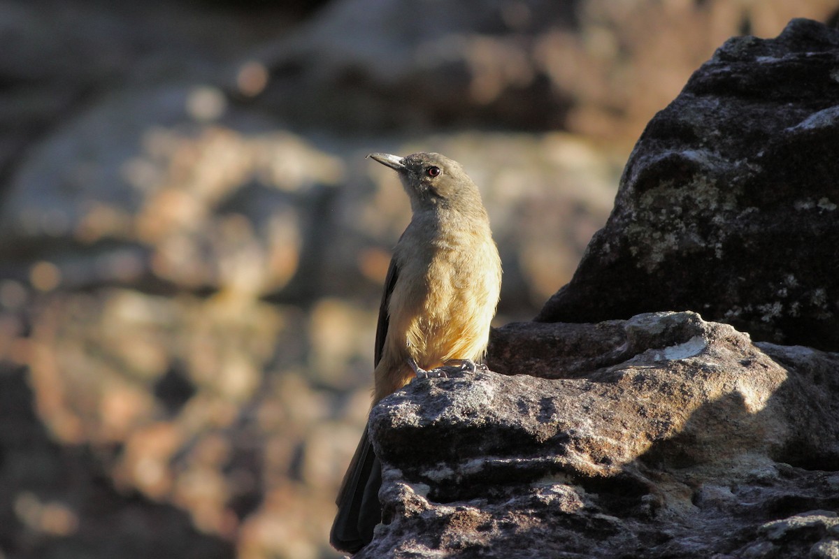 Sandstone Shrikethrush - ML38718011