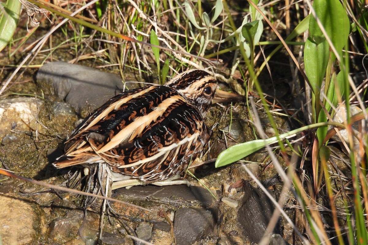 Jack Snipe - Juan Manuel Pérez de Ana