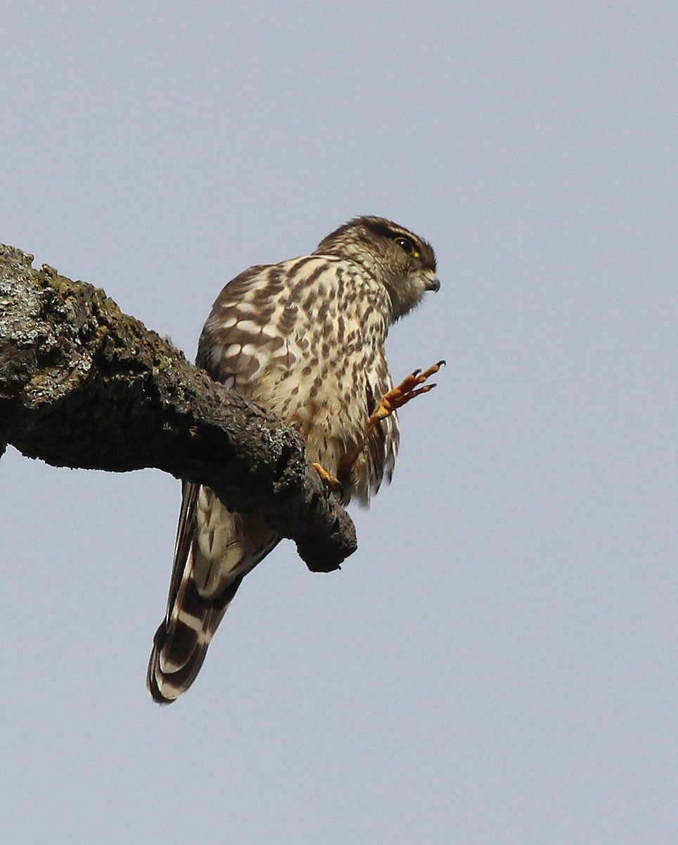 Merlin - Becky Harbison