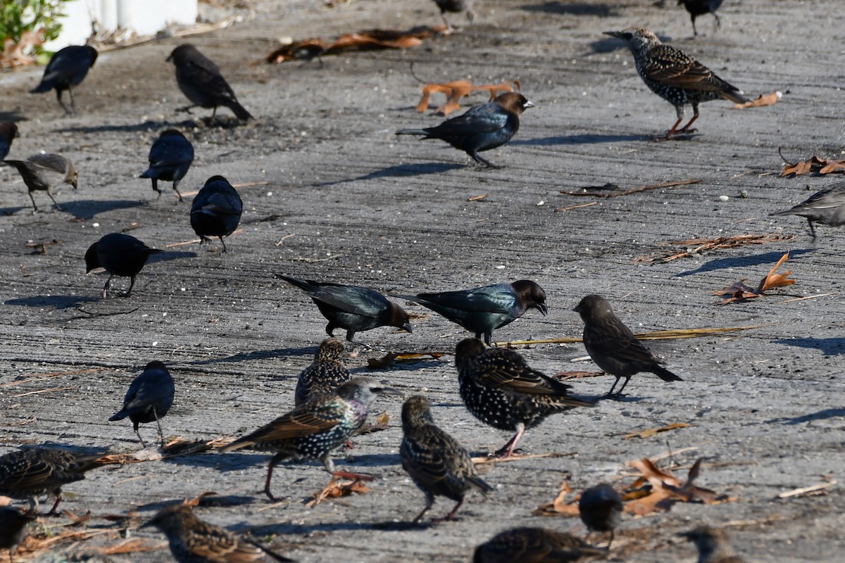 Brown-headed Cowbird - ML387181411