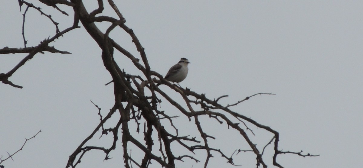 Black-crowned Monjita - ML38718211