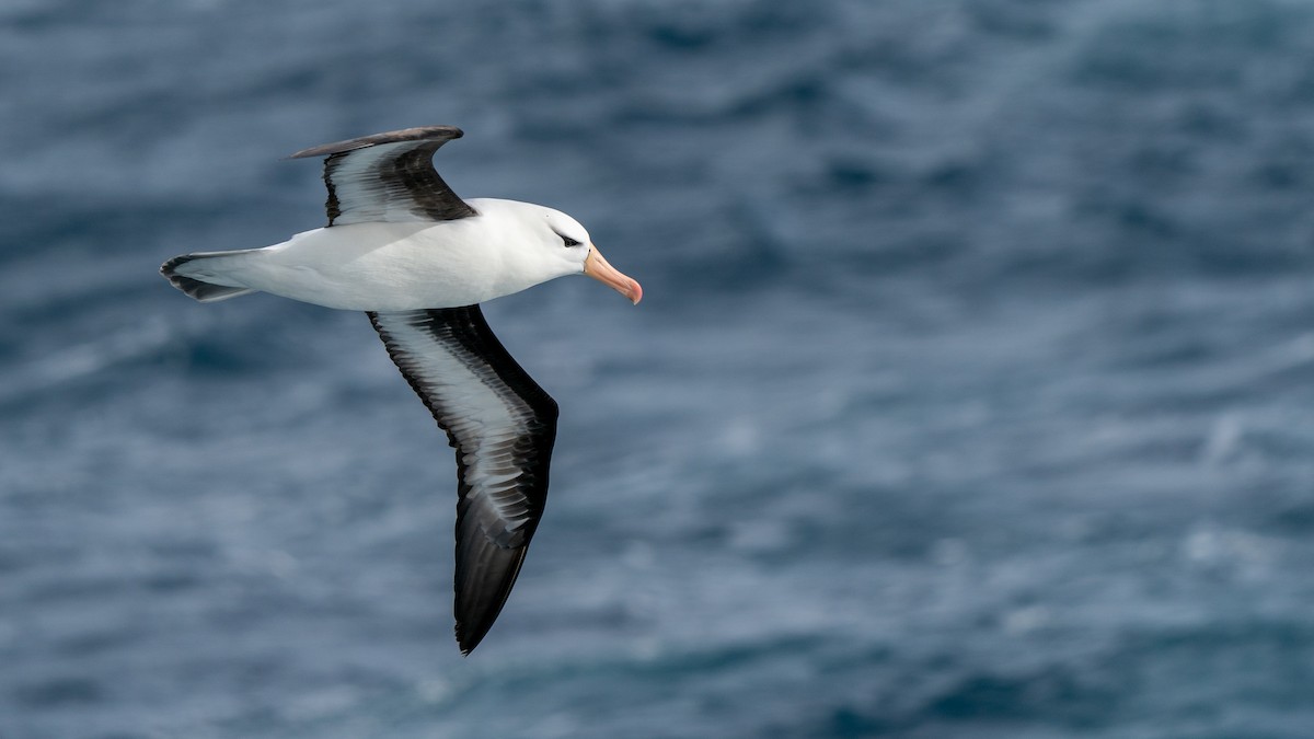 Albatros à sourcils noirs - ML387183451