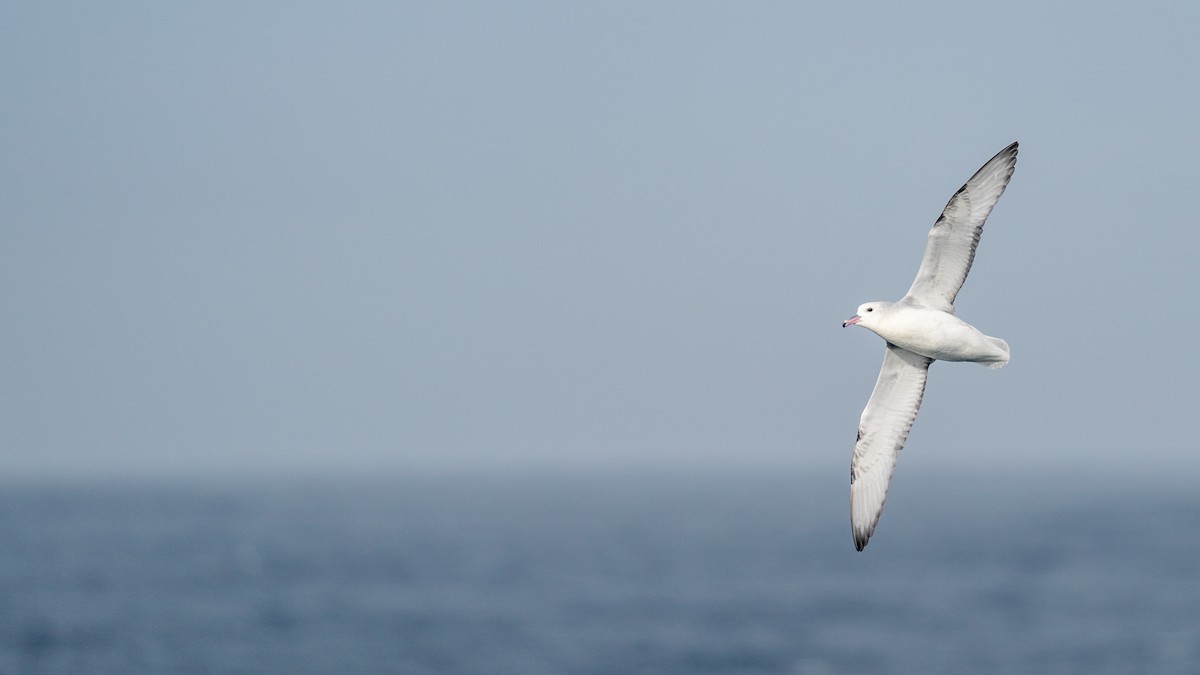 Southern Fulmar - Javier Cotin