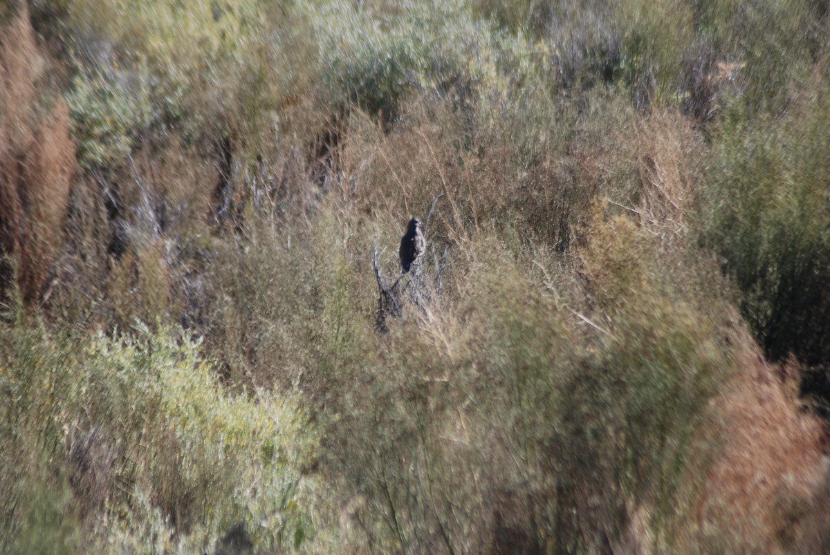 Scaled Quail - Jake Thompson