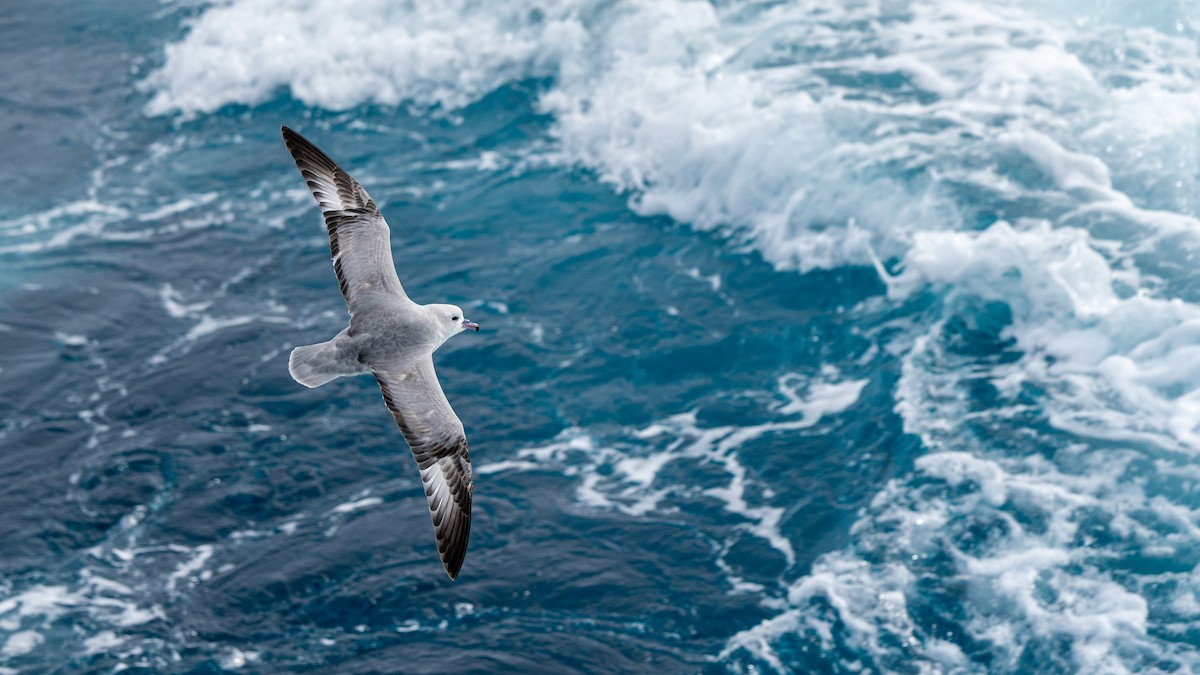 Southern Fulmar - Javier Cotin