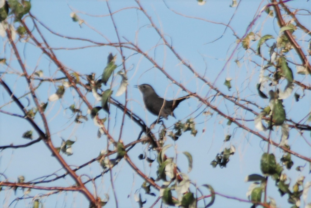 Gray Catbird - ML387184061