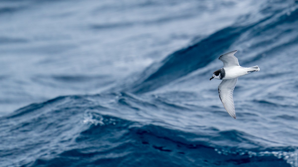 Blue Petrel - Javier Cotin