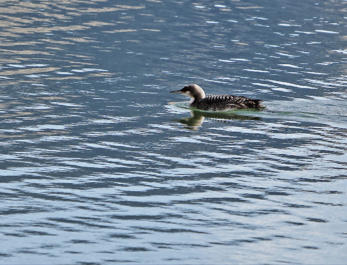 Pacific Loon - Cullen Clark