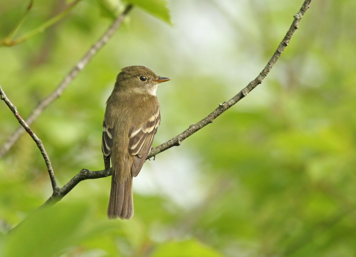 Alder Flycatcher - ML38718561