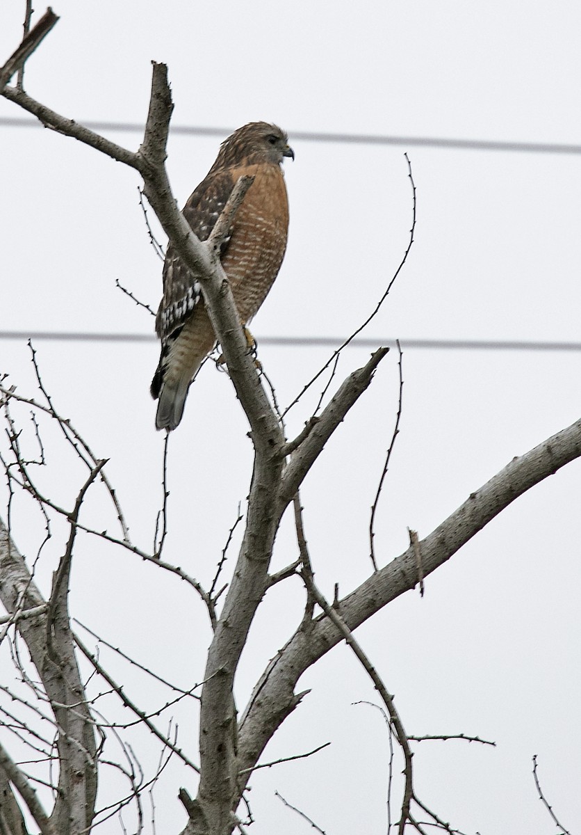 Red-shouldered Hawk - ML387185991