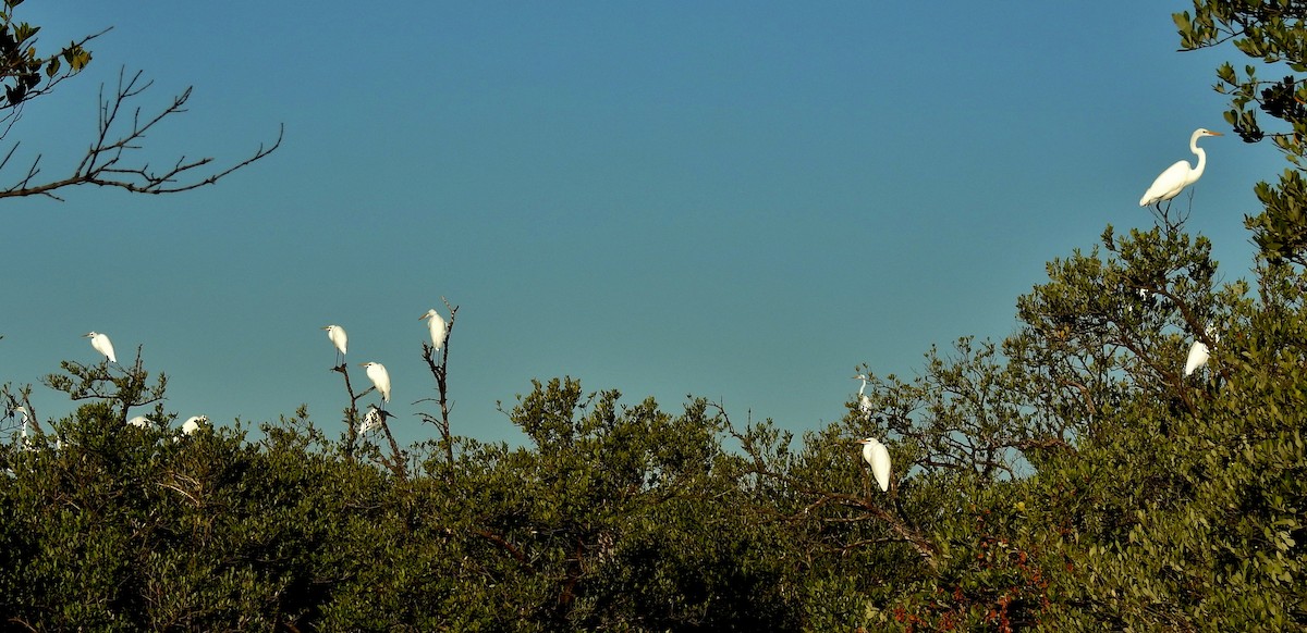 Great Egret - ML38718831