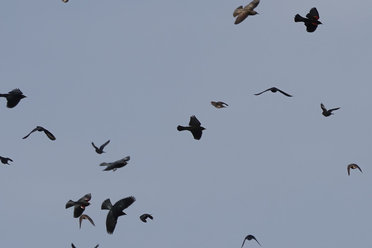 Tricolored Blackbird - ML387188601