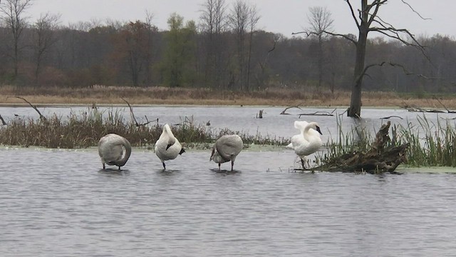 Лебідь-трубач - ML387188691