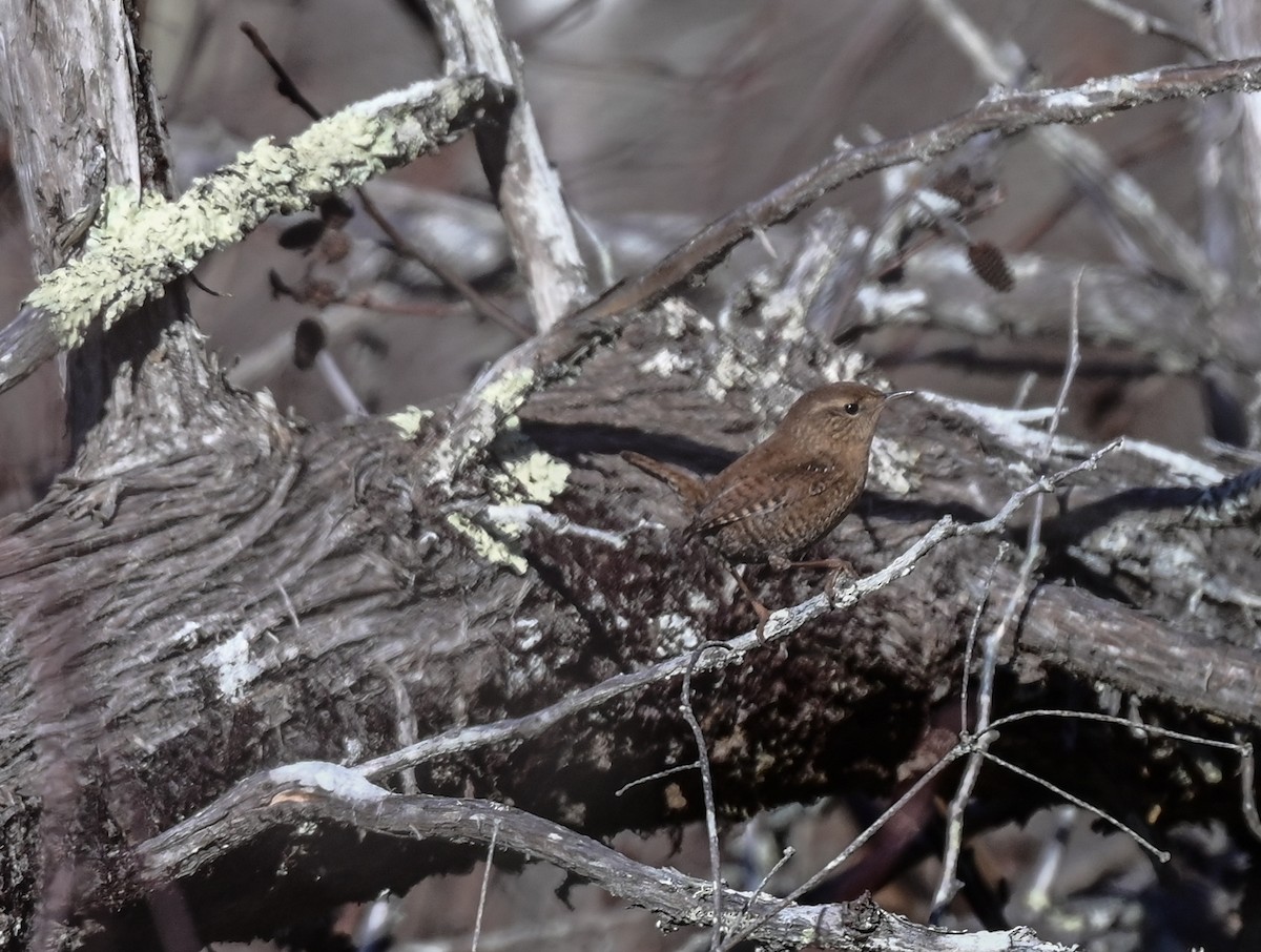 Winter Wren - ML387190161