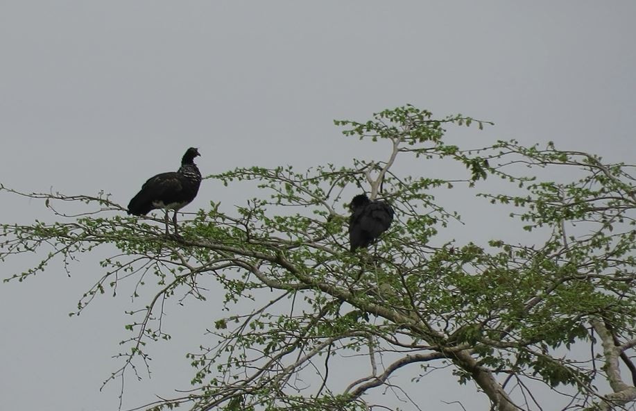 Horned Screamer - ML387190301