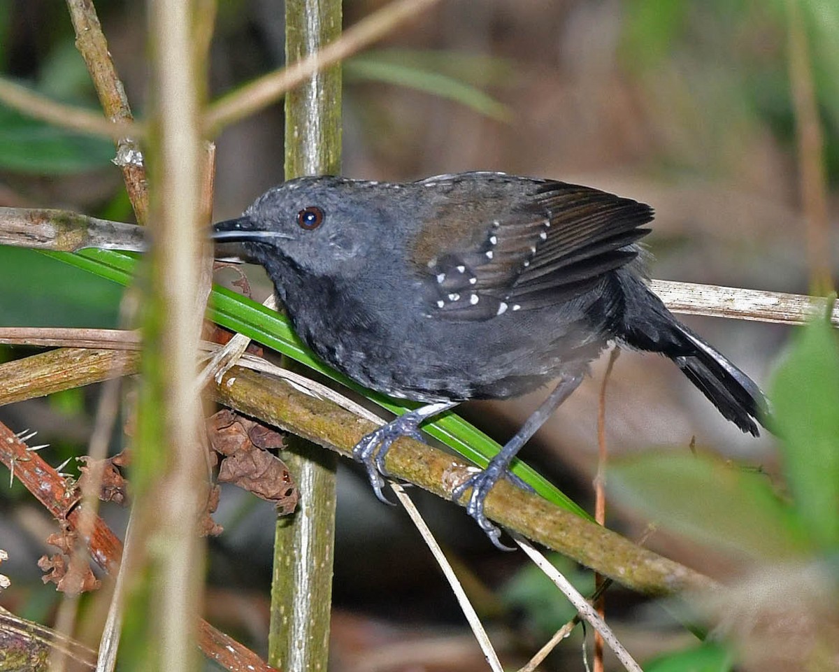 Black-throated Antbird - Tini & Jacob Wijpkema