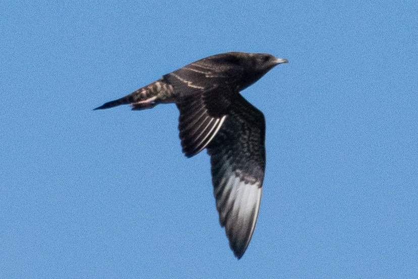 Parasitic Jaeger - ML387193221