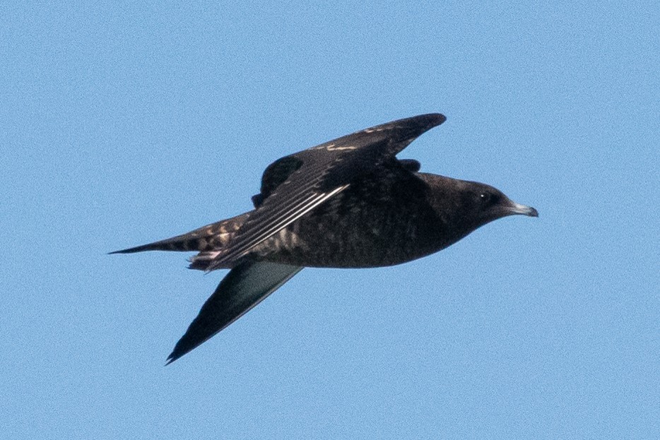 Parasitic Jaeger - ML387193231