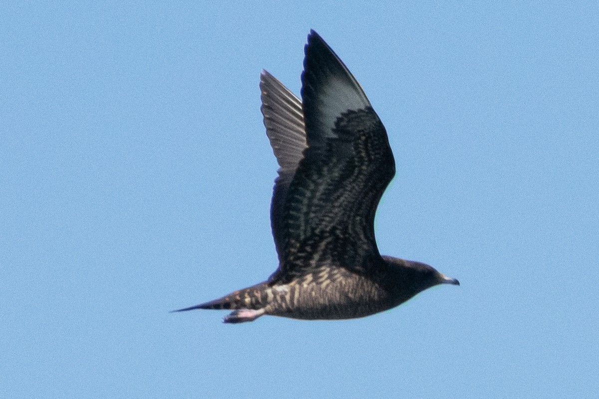 Parasitic Jaeger - ML387193251