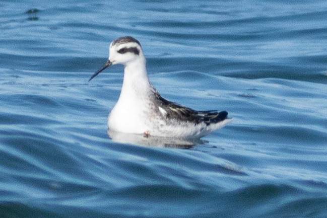 Red-necked Phalarope - ML387193281