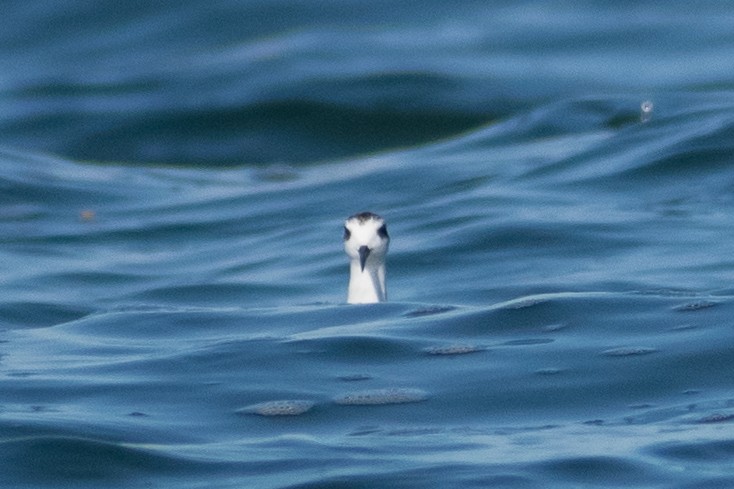 Red-necked Phalarope - ML387193291