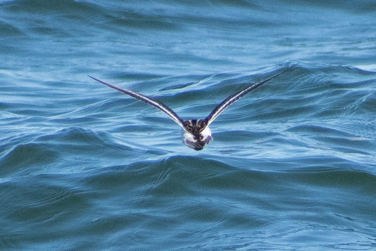 Red-necked Phalarope - ML387193301