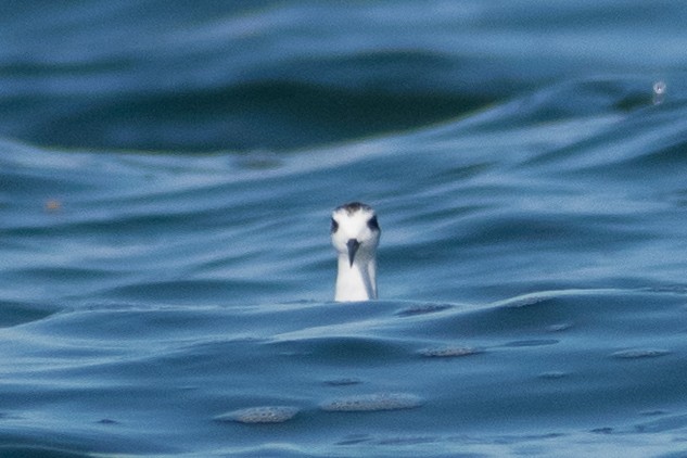 Red-necked Phalarope - ML387193311