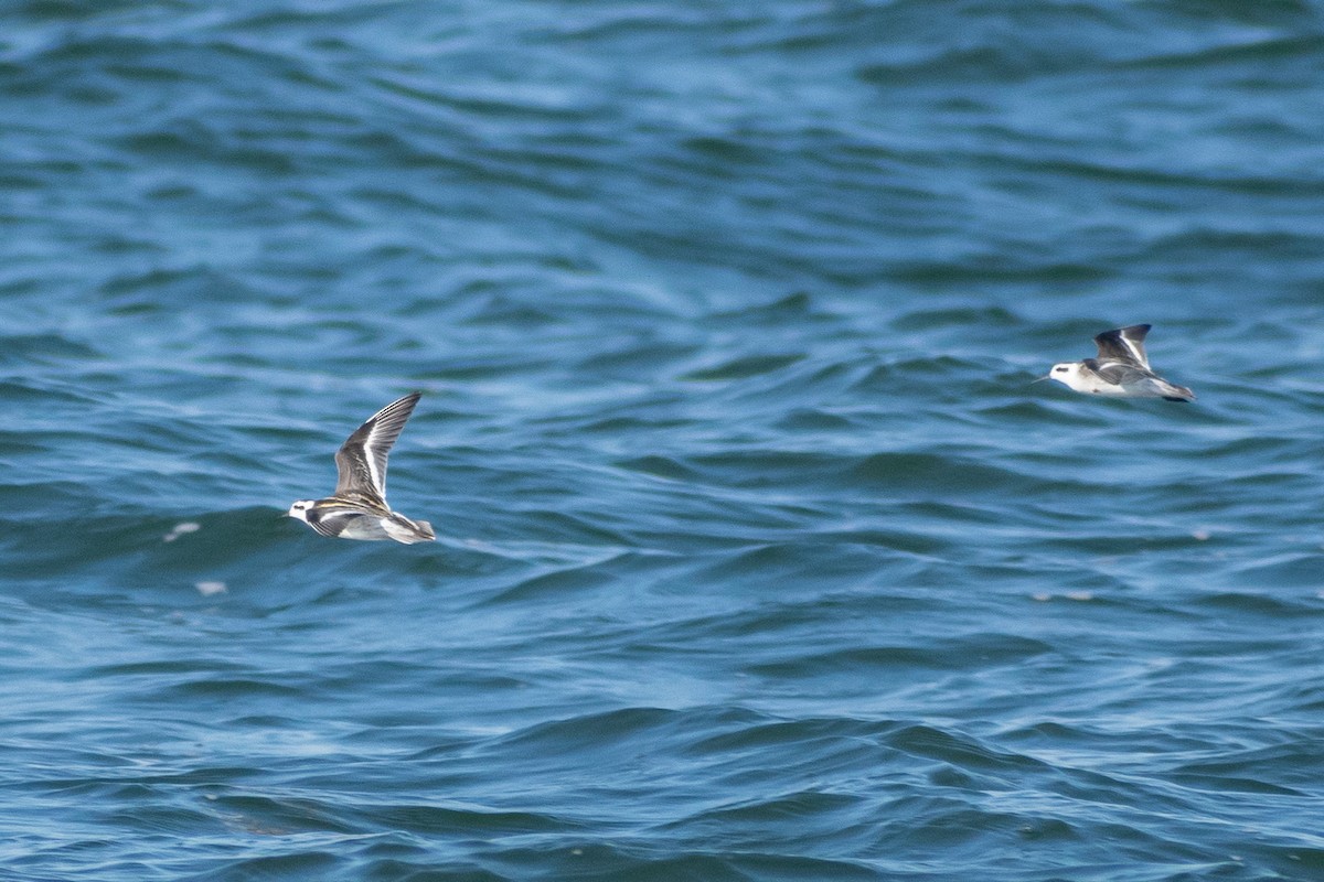 Red-necked Phalarope - ML387193321