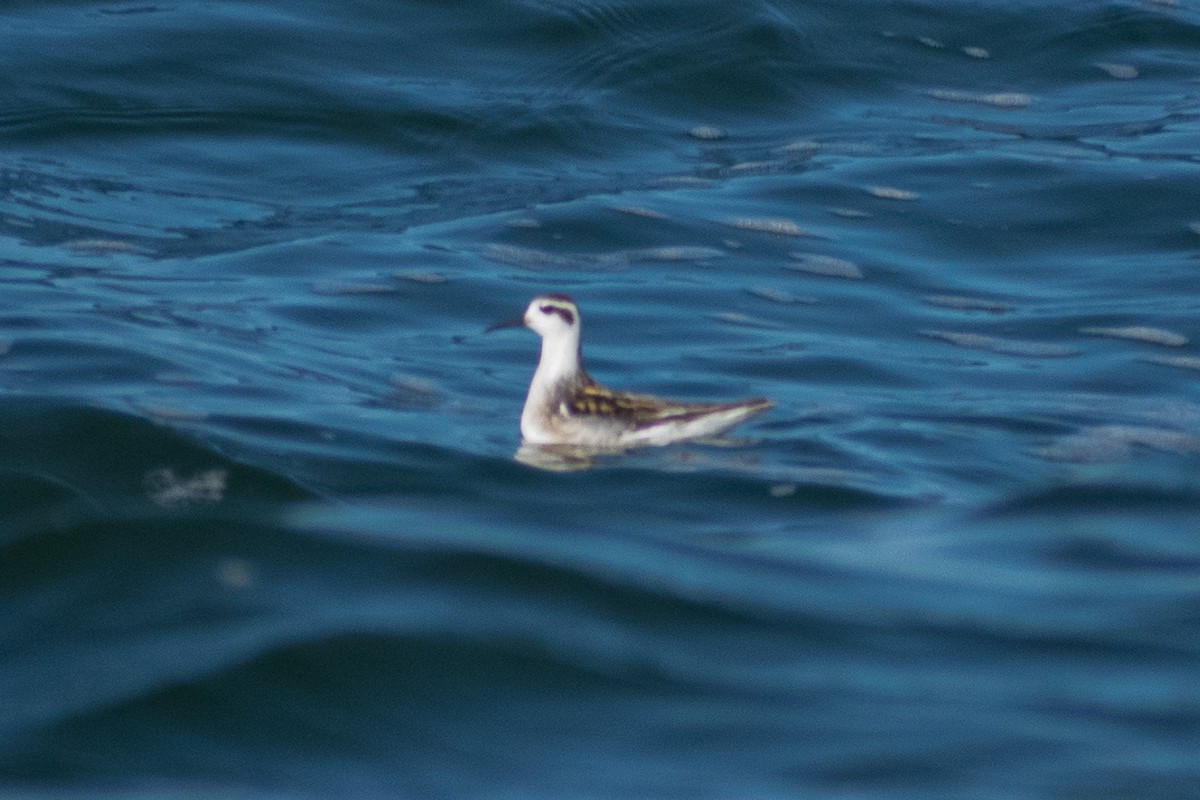 Red-necked Phalarope - ML387193341